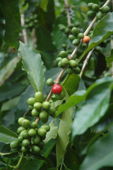 Coffee Cherries 3
