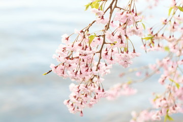 琵琶湖ぞいに咲く桜