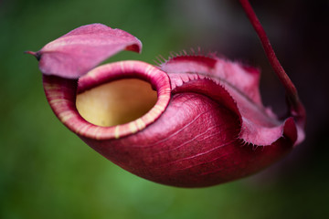 Close up of Nepenthes also called tropical pitcher plants or monkey cups in the plant nursery garden dangerous plant for insect. - obrazy, fototapety, plakaty