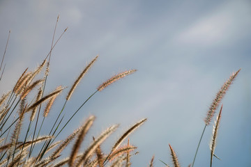 Fototapeta premium Spring or summer abstract nature background with grass in the meadow and blue sky in the back