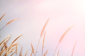 Obraz premium Spring or summer abstract nature background with grass in the meadow and blue sky in the back