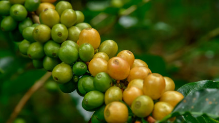 Coffee beans on tree