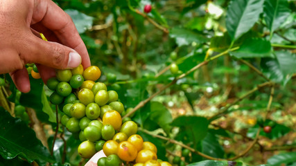 Coffee beans on tree