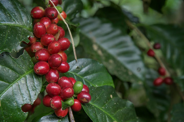 Coffee beans on tree