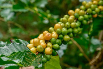 Coffee beans on tree