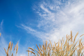 Fototapeta premium Spring or summer abstract nature background with grass in the meadow and blue sky in the back