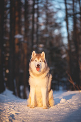 Beautiful, young and free Siberian Husky dog sitting on the snow in the mysterious winter forest at sunset.
