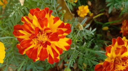 Marigold flower volume 99855554555
