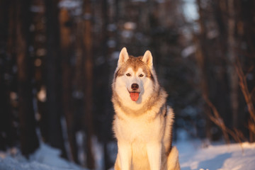 Beautiful, young and free Siberian Husky dog sitting on the snow in the mysterious winter forest at sunset.