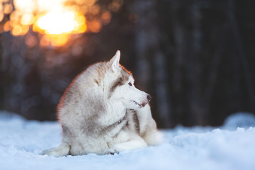 Beautiful and free Siberian Husky dog lying on the snow path in the winter forest at sunset.