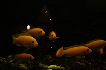 fish in aquarium