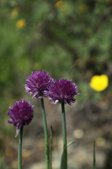 Fototapeta premium Wild onion blooming in a field in Central Mongolia
