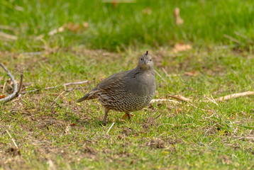 Female California Quail walks and fluffs her feathers in grassy meadow