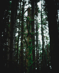 Fototapeta premium Broken Tree