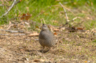 Female California Quail walks and fluffs her feathers in grassy meadow