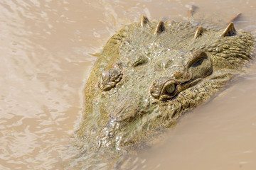 Crocodile Close Up on the Tarcoles River, Costa Rica. Seen on Boat Tour in Wild