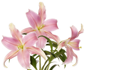 beautiful bouquet garden pink lily on white