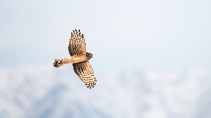 Northern Harrier