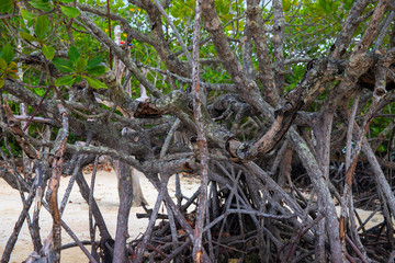 Mangrove tree forest closeup. Mangrove tree roots natural pattern. Coastal land ecosystem. Tropical jungle
