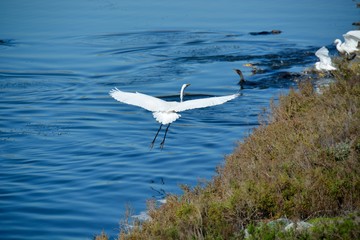 A Great Egret in flight over water at the Bolsa Chica Ecological Reserve.