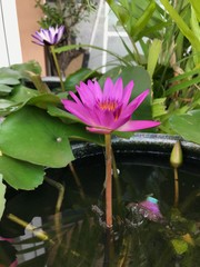 Pink water lily with leaves in the pond. Purple lotus in the pot. Garden of aquatic lilies. Blooming flowers and bud are in muddy water.  Plantation of water ornamental plants. Flowering plant of Asia
