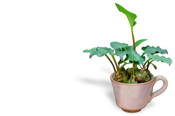 Green plant in a pot isolated on white background with clipping path embedded.