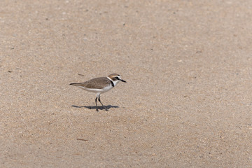 A Kentish Plover wader roams the beach seashore hunting for food in the Muscat, Oman area.