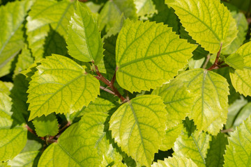 A group of detailed green leaves with the detailed markings in the sunshine in Oman in the Middle East. Leaf background image.
