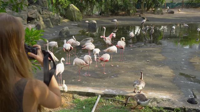 Young woman in a tropical park takes a picture of a group of flamingo birds