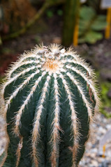 Eriocactus Cactus magnificus F. Ritter