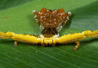 Macro Photo of Bizarre Crab Spider on Philodendron Leaf
