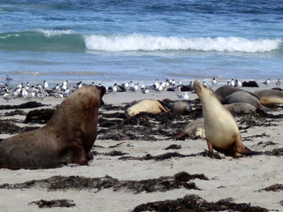 Fototapeta premium wild sea lions, kangaroo island, south australia