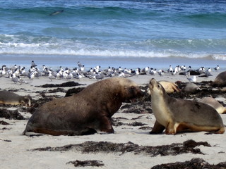 Fototapeta premium wild sea lions, kangaroo island, south australia