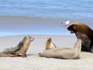 wild sea lions, kangaroo island, south australia
