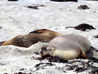 wild sea lions, kangaroo island, south australia