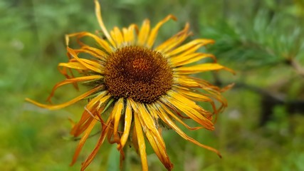 sunflower in the field