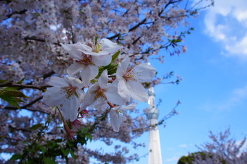 the cherry blossom in Japan