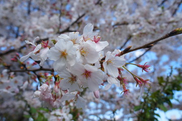the cherry blossom in Japan