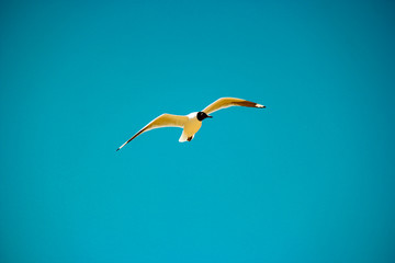 gaivota do deserto