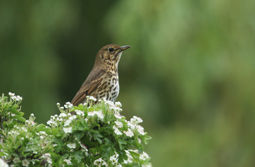 A beautiful Song Thrush (Turdus philomelos) perched in a flowering Hawthorn tree (Crataegus monogyna).