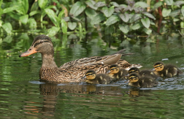 A female Mallard Duck (Anas platyrhynchos) swimming on a river with her cute ducklings.