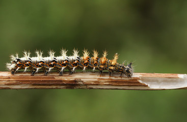 A stunning Comma Butterfly Caterpillar (Polygonia c-album)  walking along a plant stem.