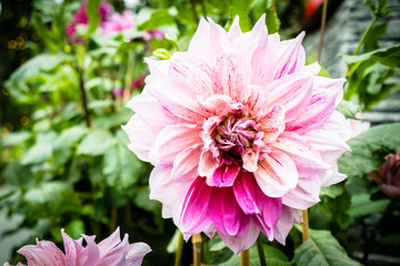 Colorful flower in the garden