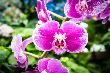 Obraz premium Colorful flower in the garden