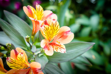 Colorful flower in the garden