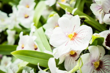 Colorful flower in the garden