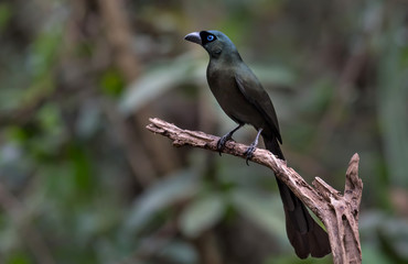 Racket-tailed Treepie on branch in nature
