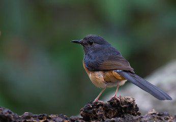 White-rumped Shama female on branch in nature.