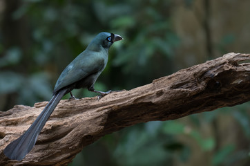 Racket-tailed Treepie on branch in nature
