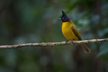 Obraz premium Black-crested Bulbul on branch in nature 